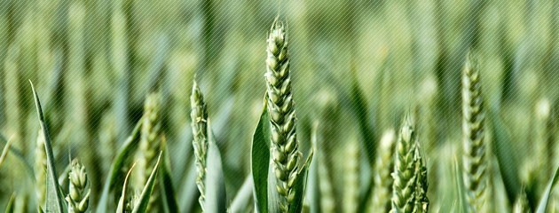 Agrichemical Web Portal